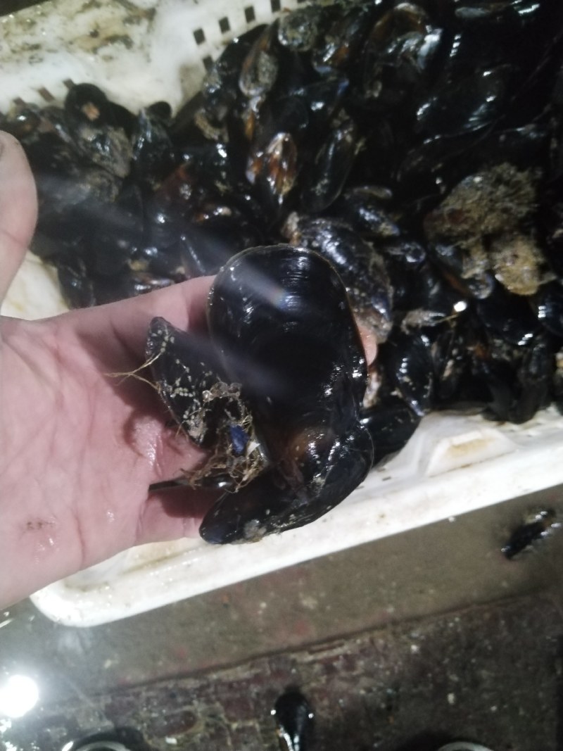 海虹