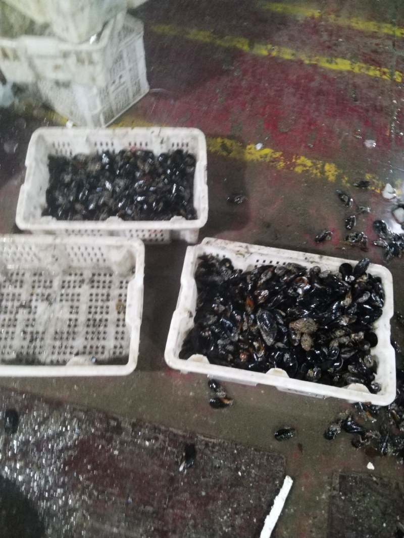 海虹