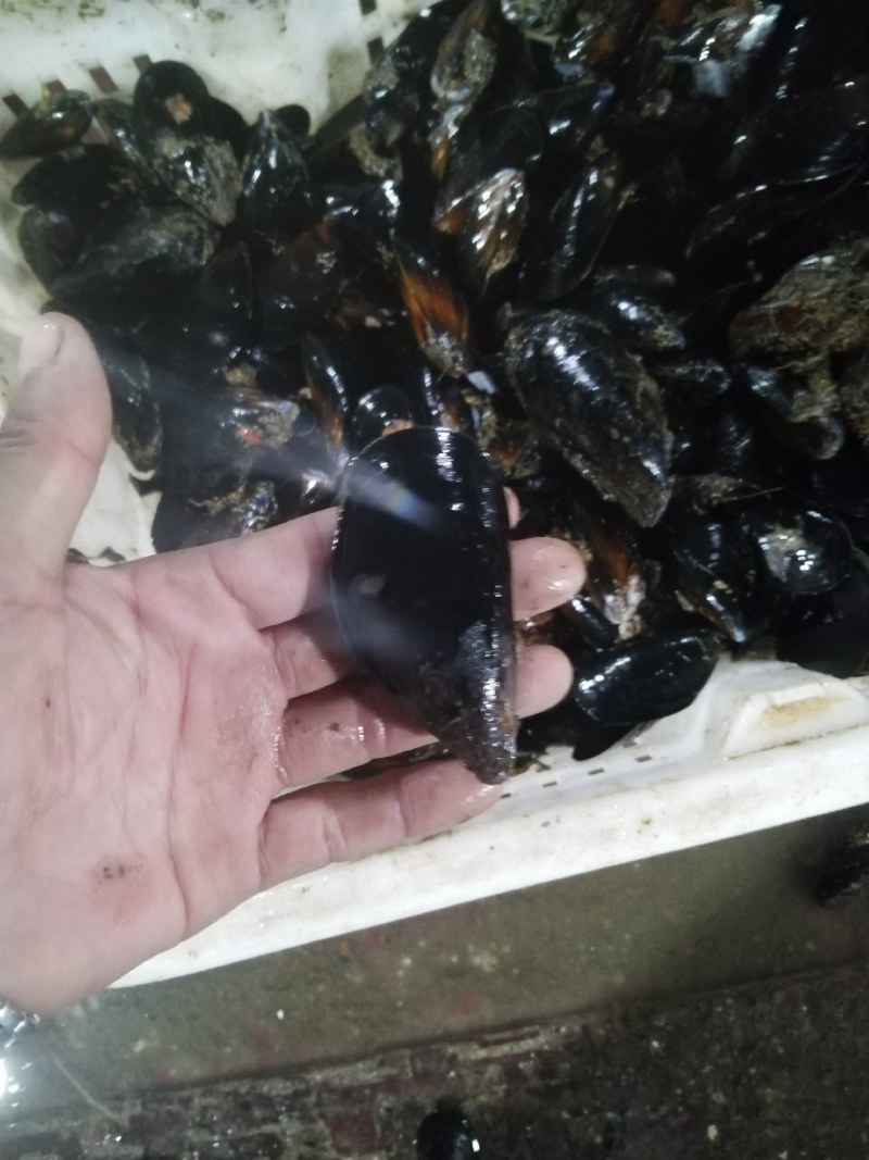 海虹