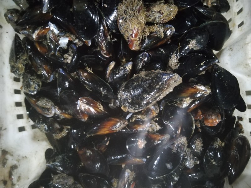 海虹