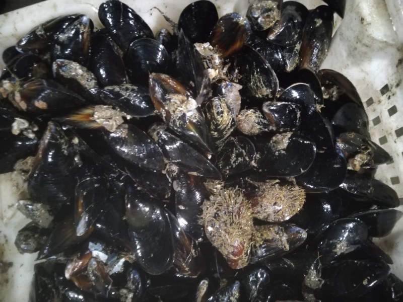 海虹