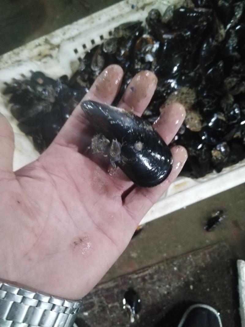 海虹
