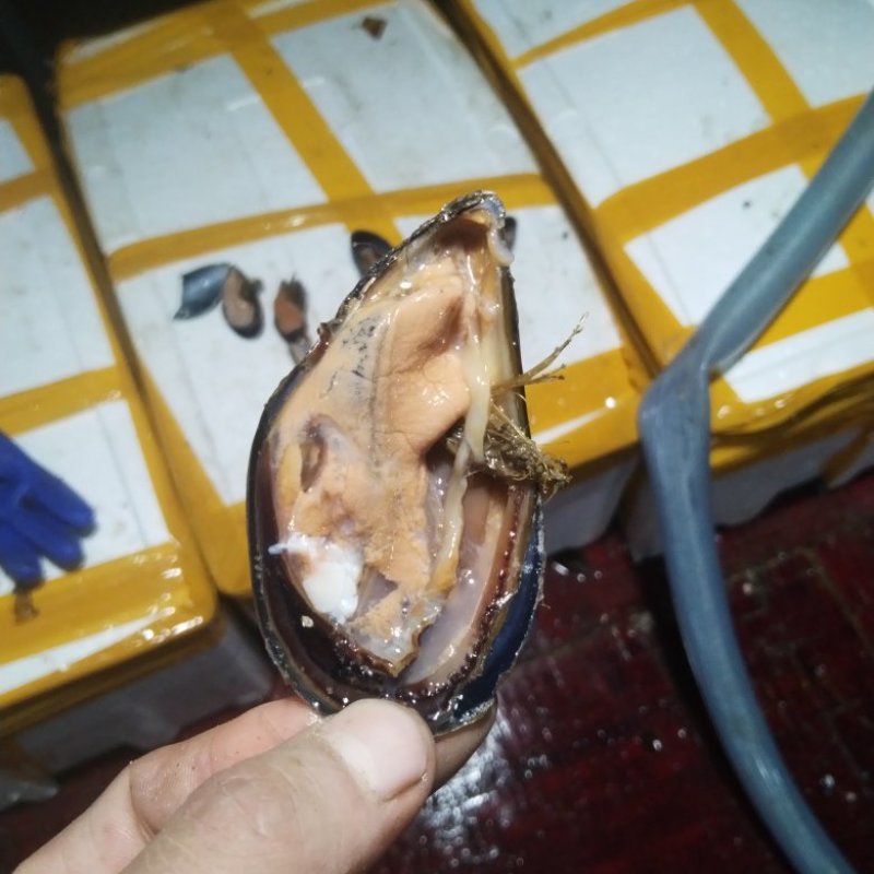 海虹