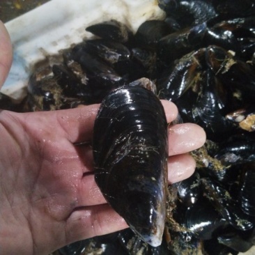 海虹