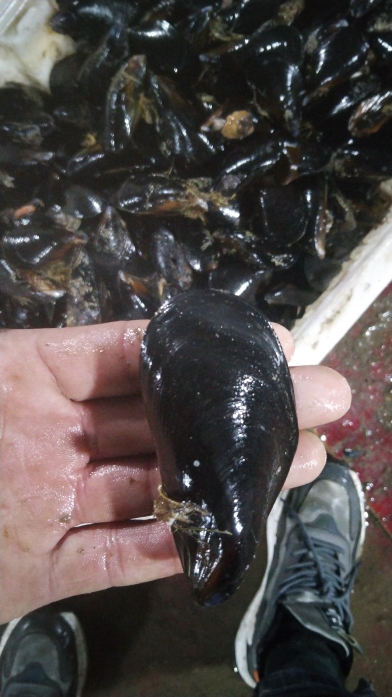 海虹