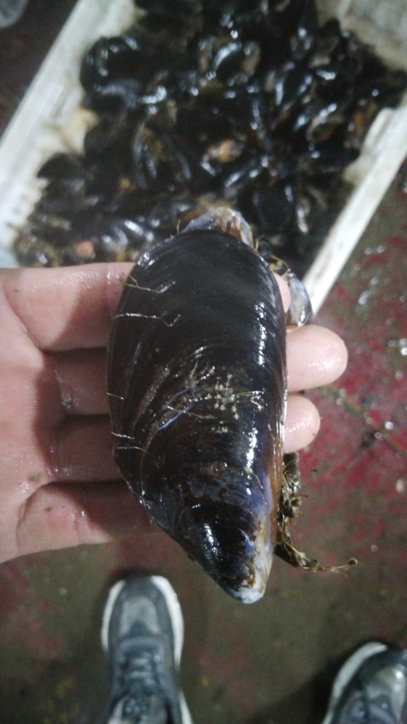 海虹