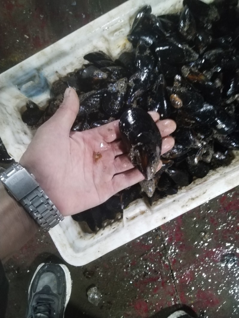 海虹