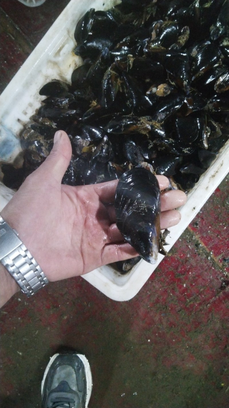海虹