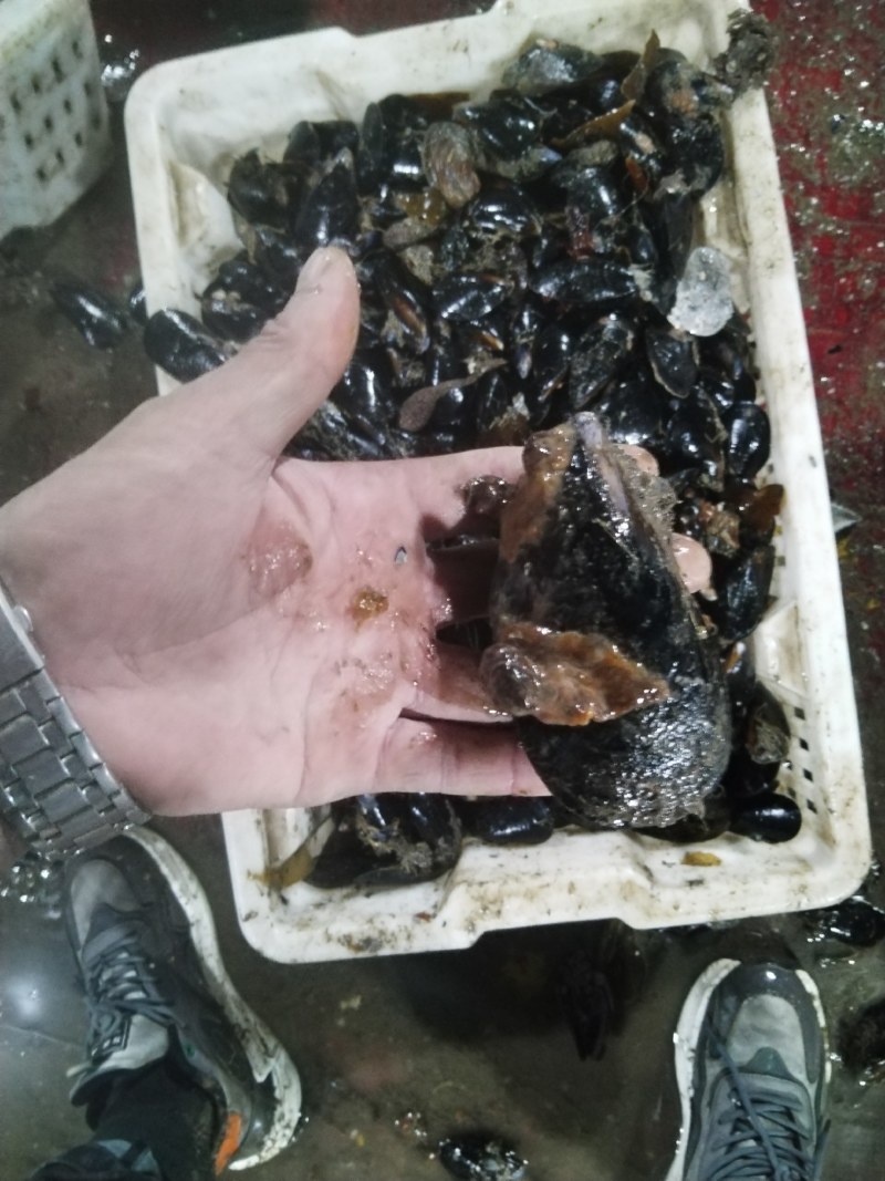 海虹