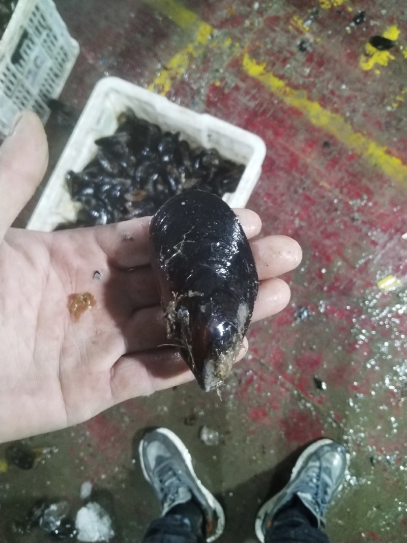 海虹