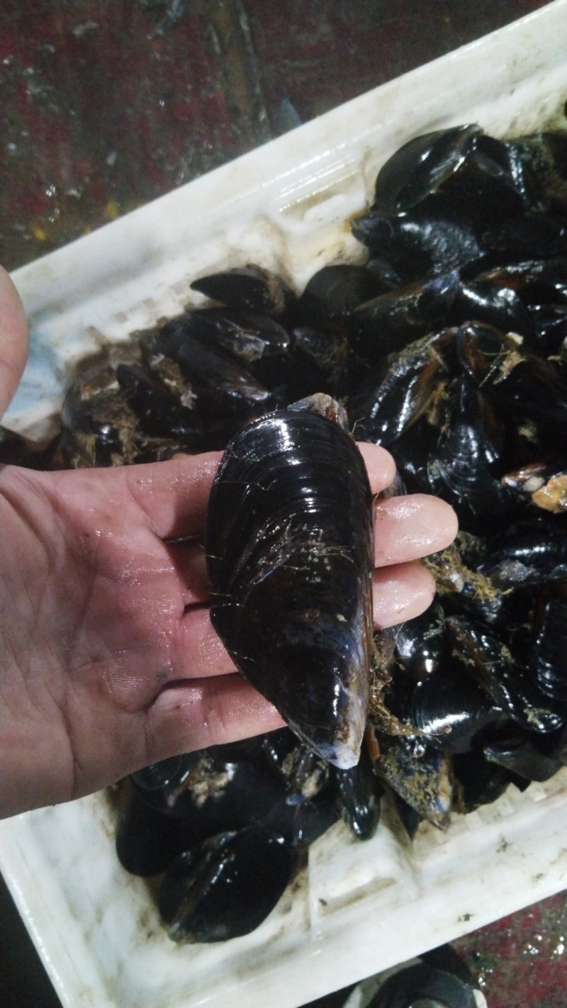 海虹