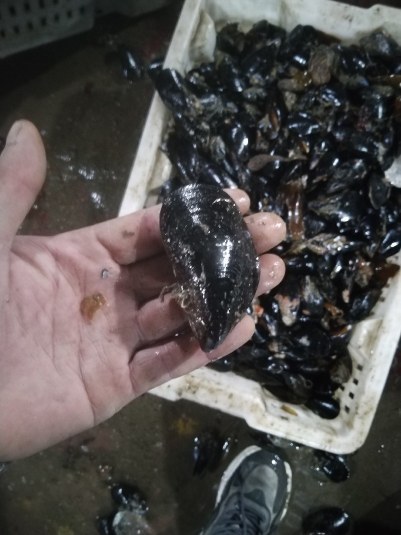 海虹