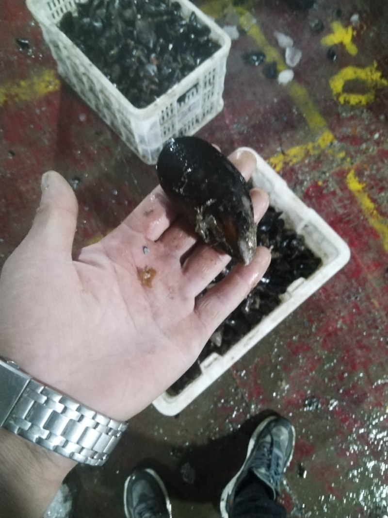 海虹