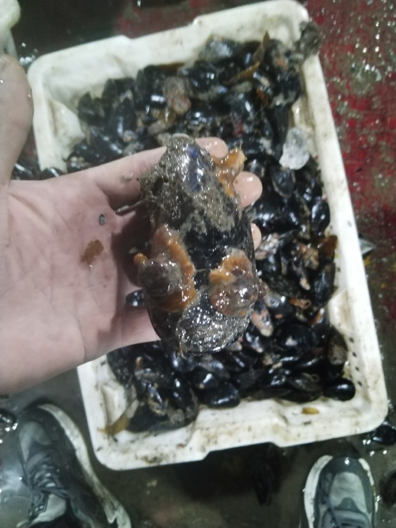 海虹