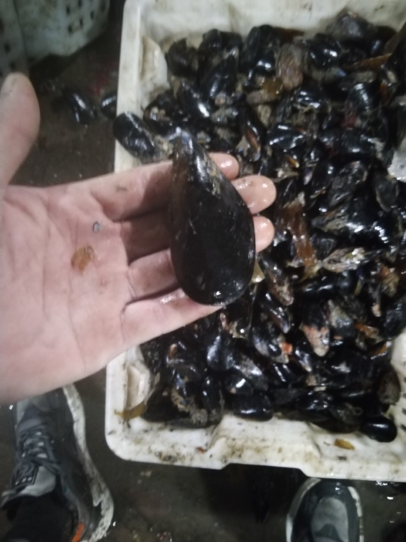 海虹