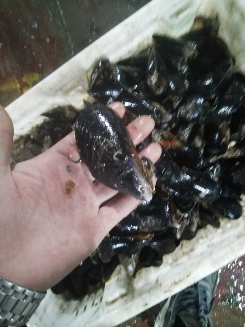 海虹