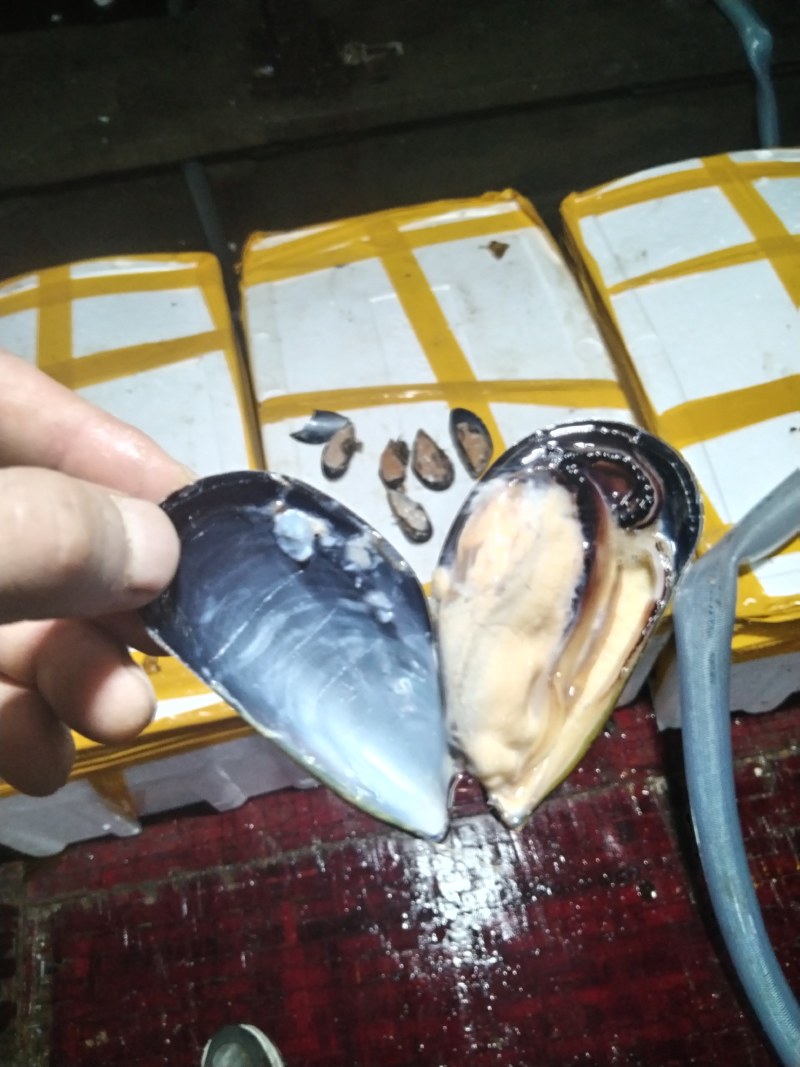 海虹