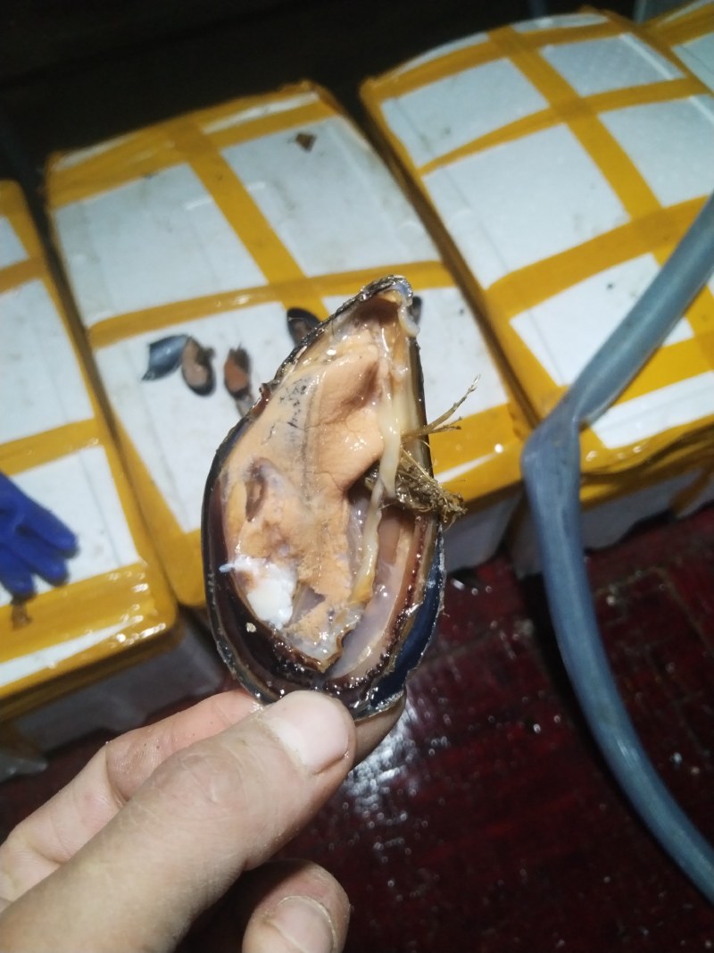 海虹