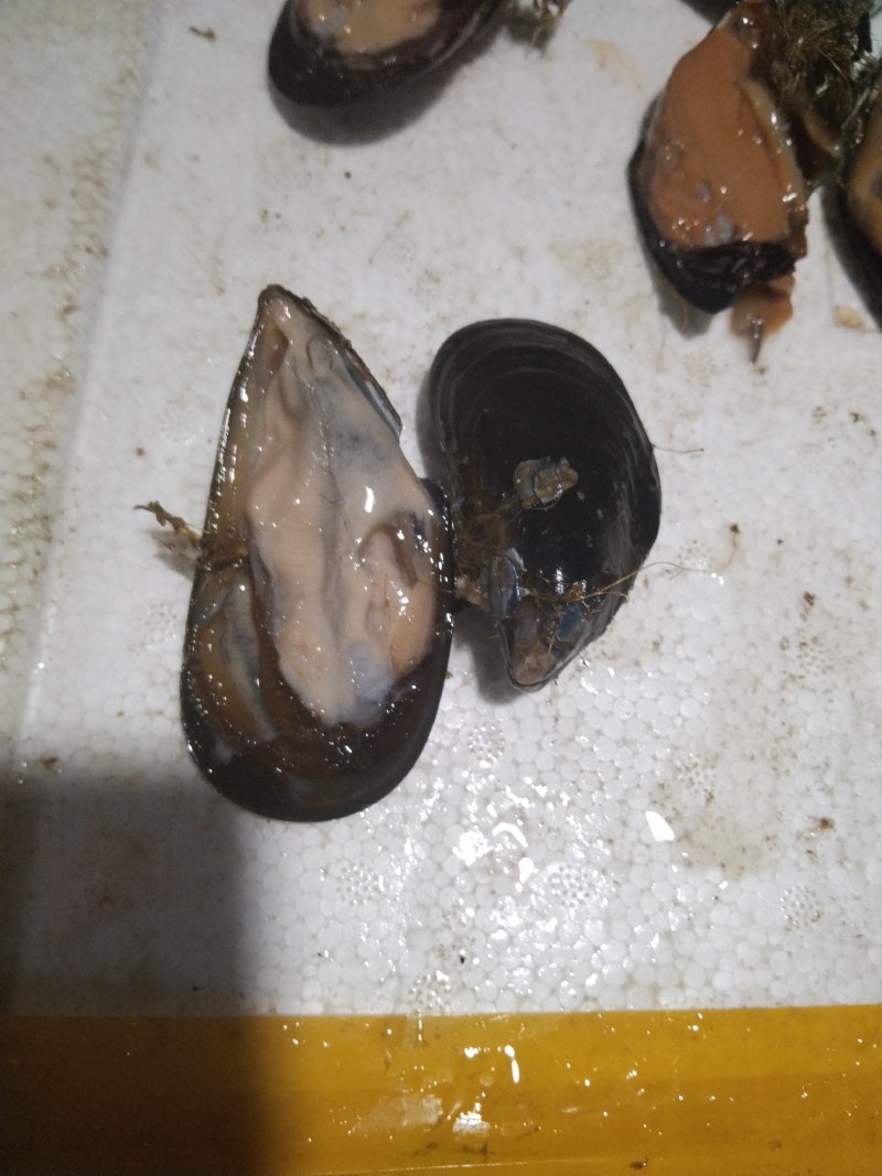 海虹