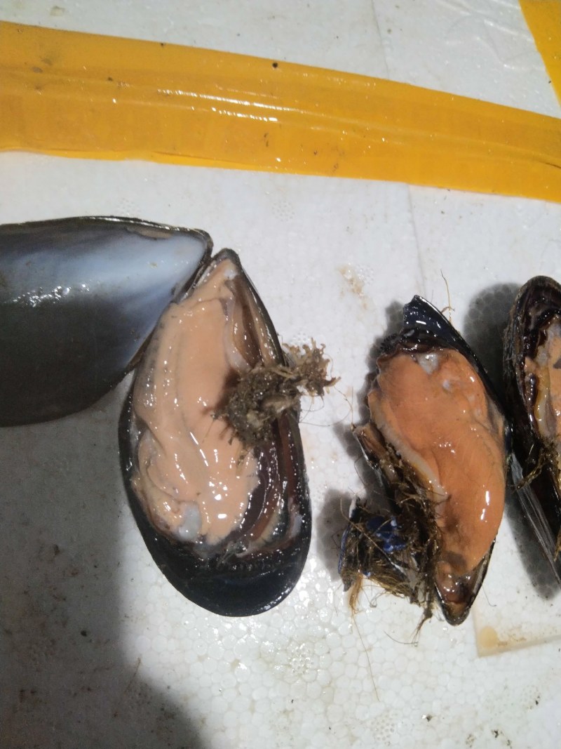 海虹