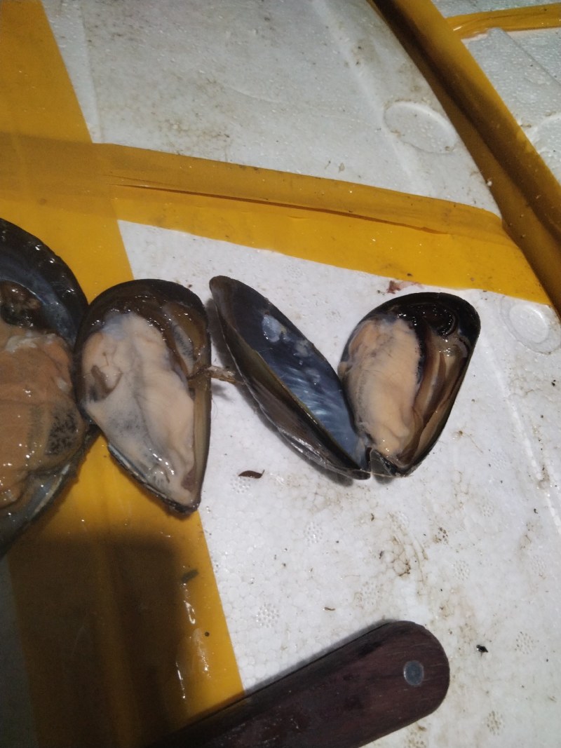 海虹
