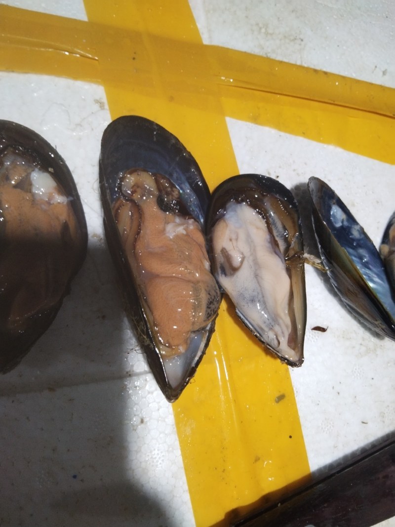 海虹