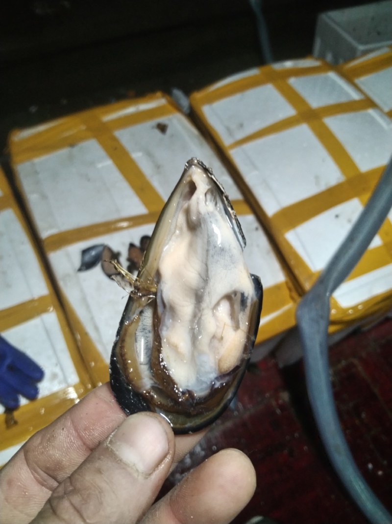 海虹