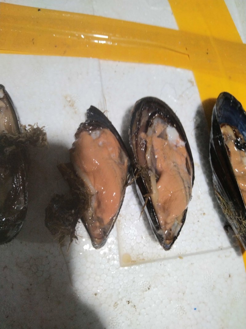 海虹