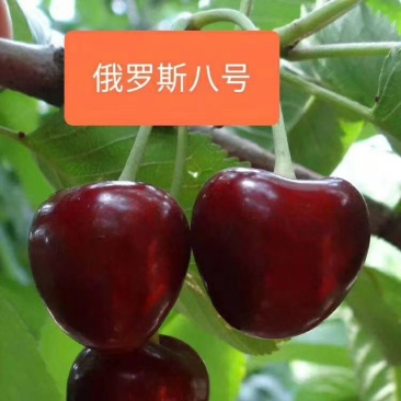 大樱桃苗俄罗斯八号牟平苗圃直发成活率高高回购
