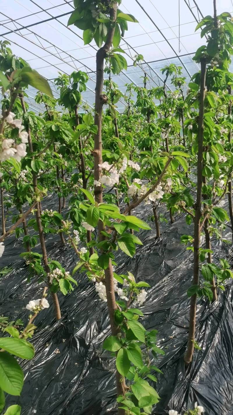 大樱桃苗俄罗斯八号牟平苗圃直发成活率高高回购