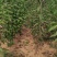 大樱桃苗俄罗斯八号牟平苗圃直发成活率高高回购