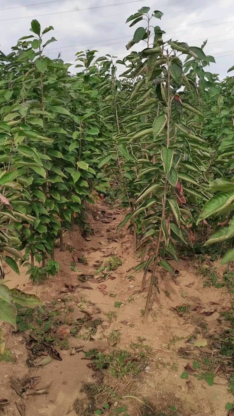 大樱桃苗俄罗斯八号牟平苗圃直发成活率高高回购