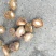 杨梅种子，杨梅占木，种子饱满，品质保证，发芽率高，产地直