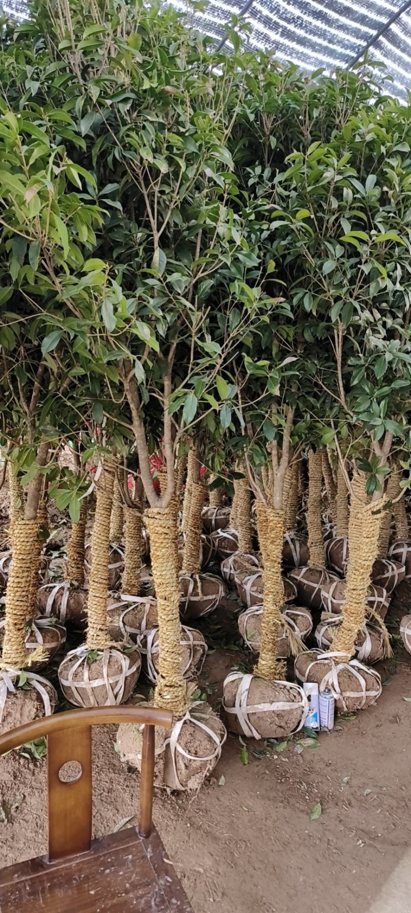 桂花树5-6公分工程苗可以视频看货选货