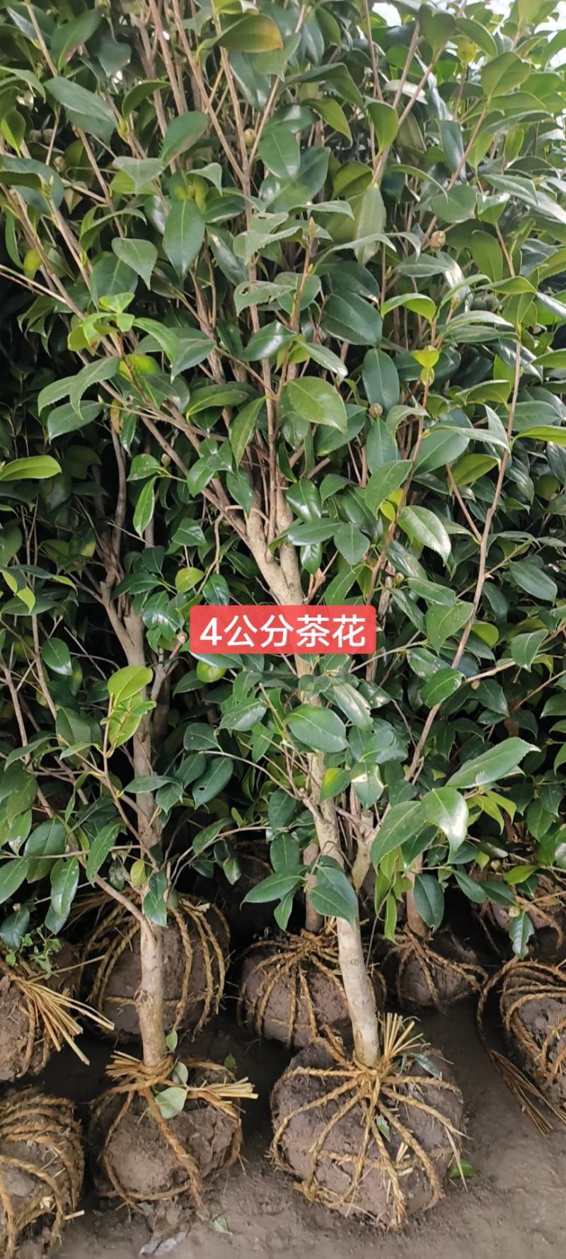 桂花树5-6公分工程苗可以视频看货选货