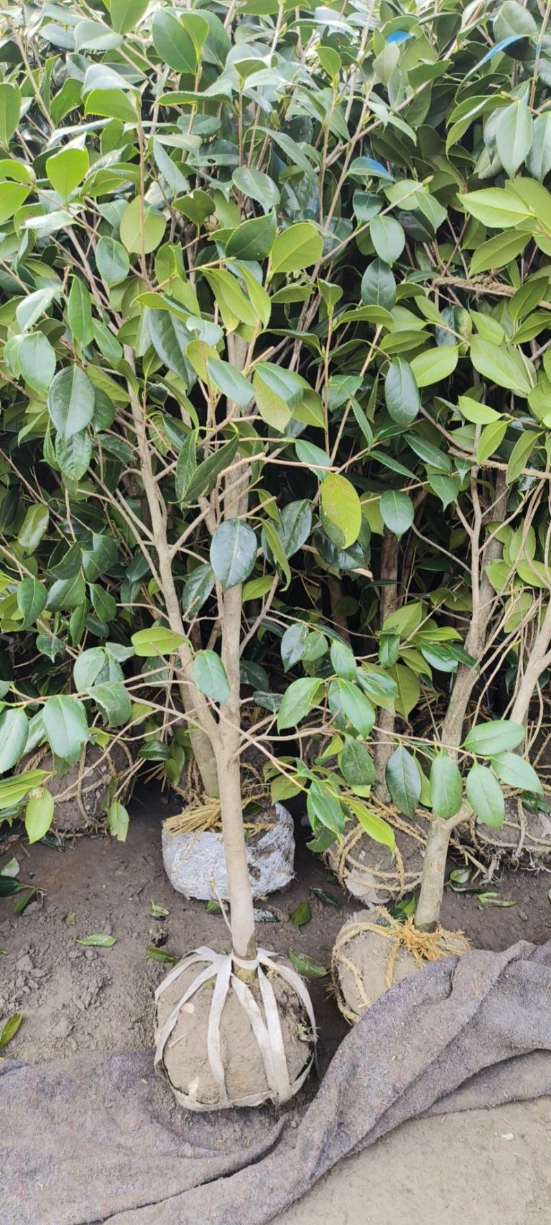 桂花树5-6公分工程苗可以视频看货选货