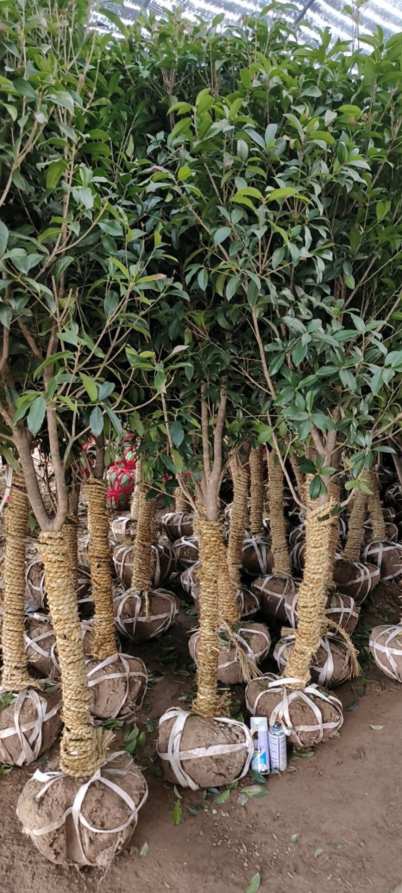 桂花树5-6公分工程苗可以视频看货选货
