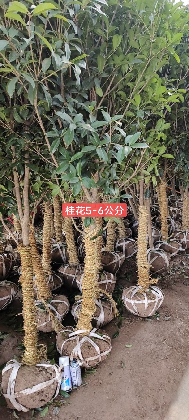 桂花树5-6公分工程苗可以视频看货选货