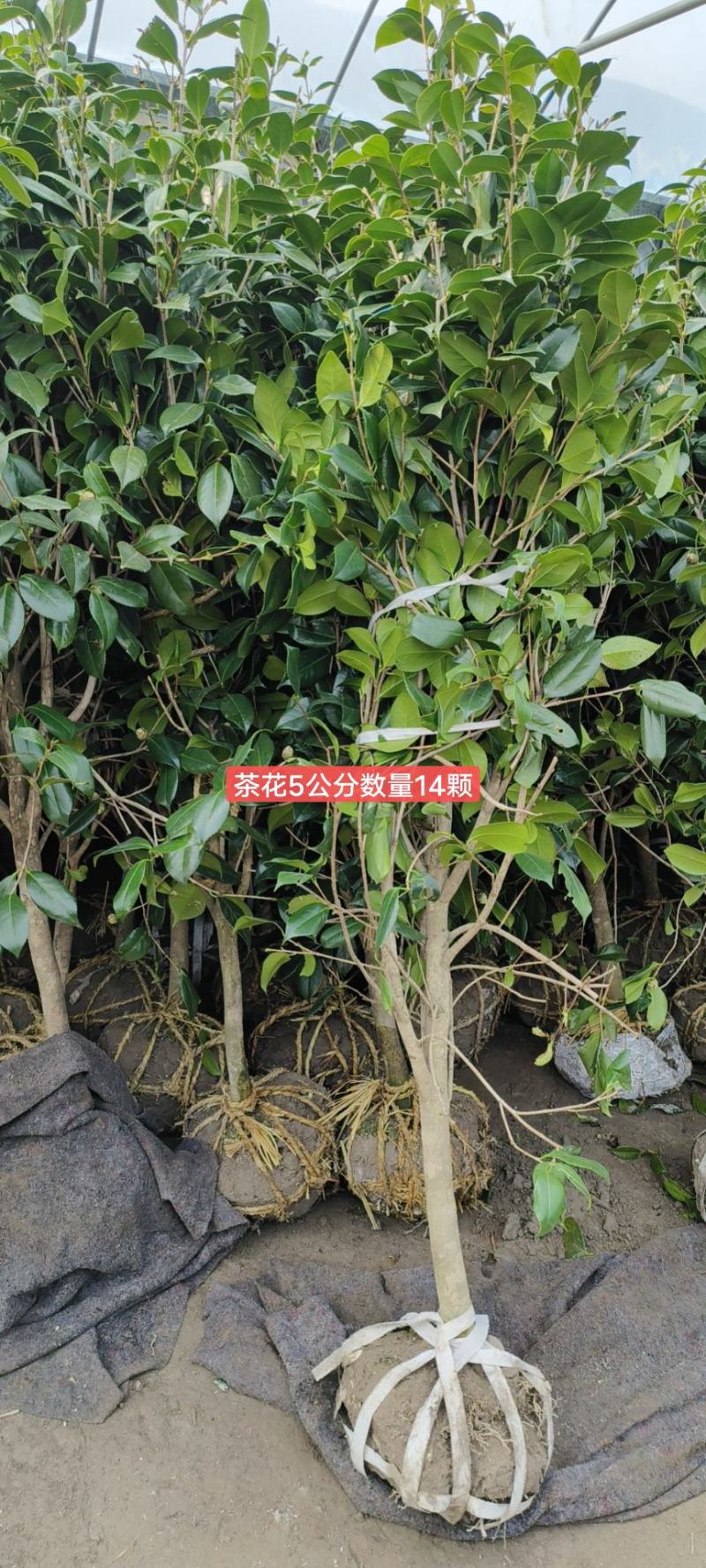 桂花树5-6公分工程苗可以视频看货选货