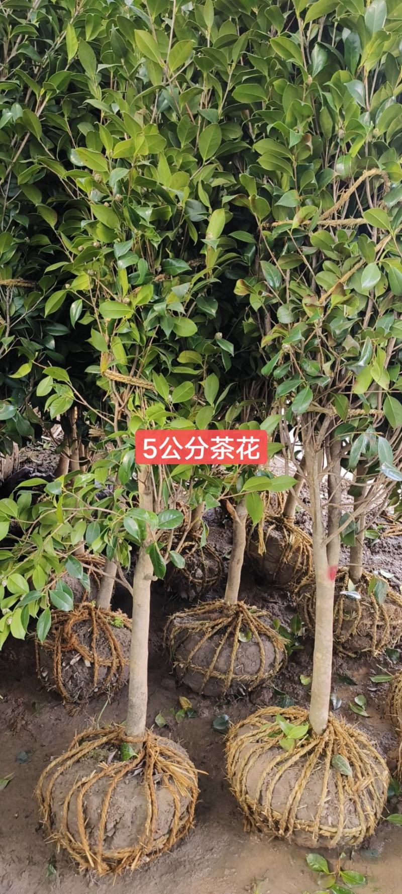 桂花树5-6公分工程苗可以视频看货选货