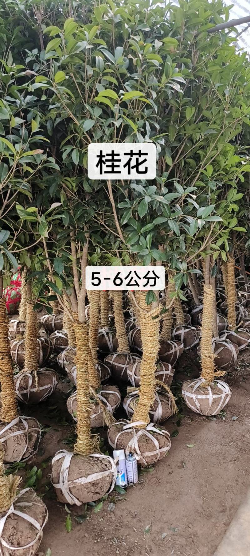 桂花树5-6公分工程苗可以视频看货选货
