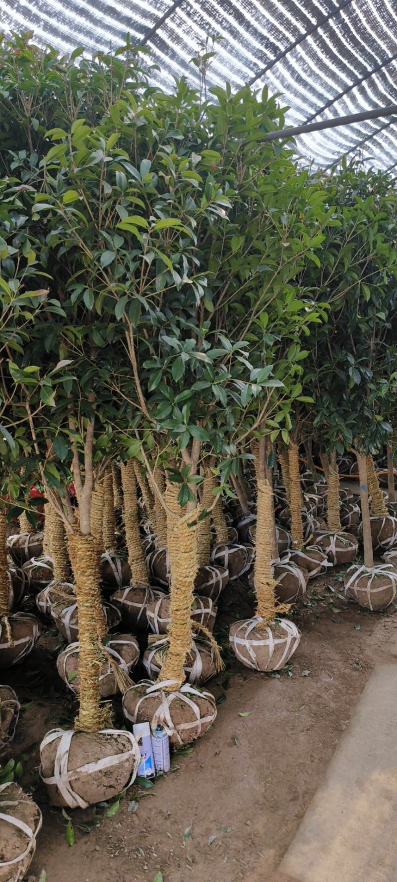 桂花树5-6公分工程苗可以视频看货选货