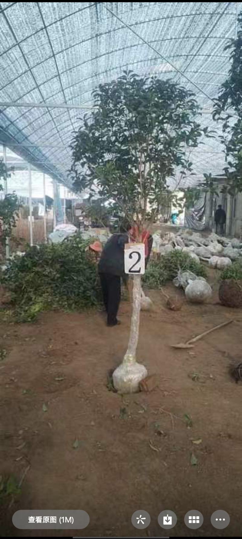桂花树5-6公分工程苗可以视频看货选货
