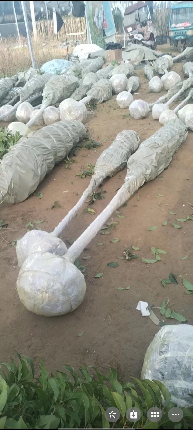 桂花树5-6公分工程苗可以视频看货选货
