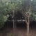 桂花树5-6公分工程苗可以视频看货选货