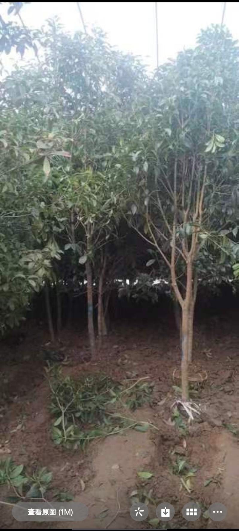 桂花树5-6公分工程苗可以视频看货选货