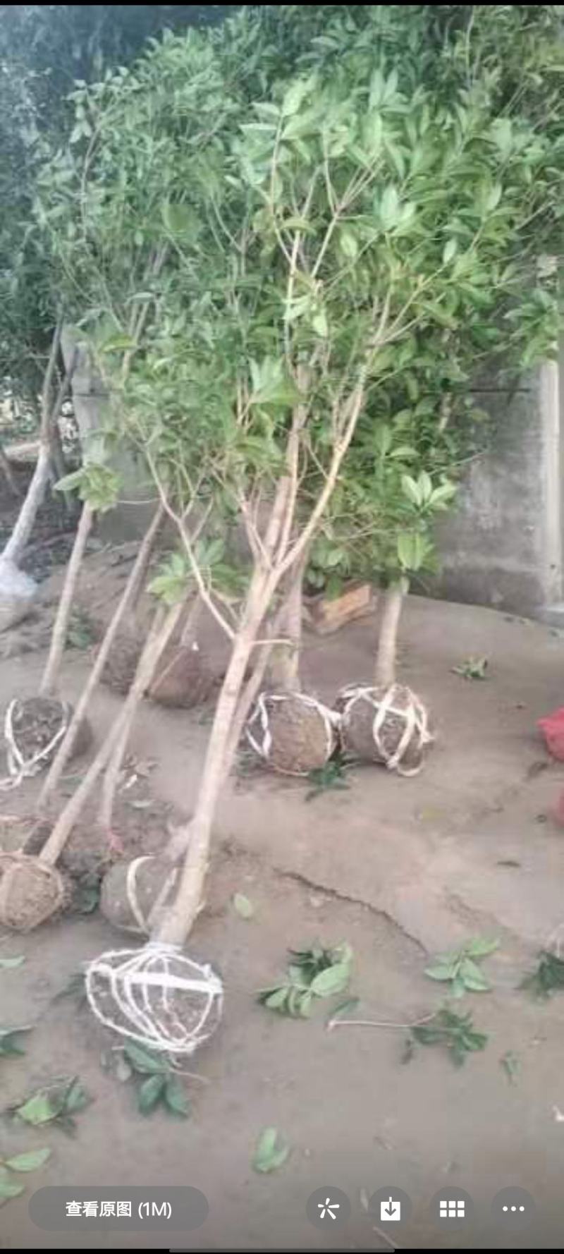 桂花树5-6公分工程苗可以视频看货选货