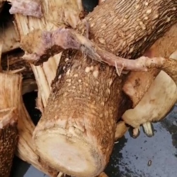 辣木根