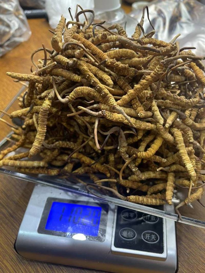 人工草冻干草仿野生一级原装货无加重