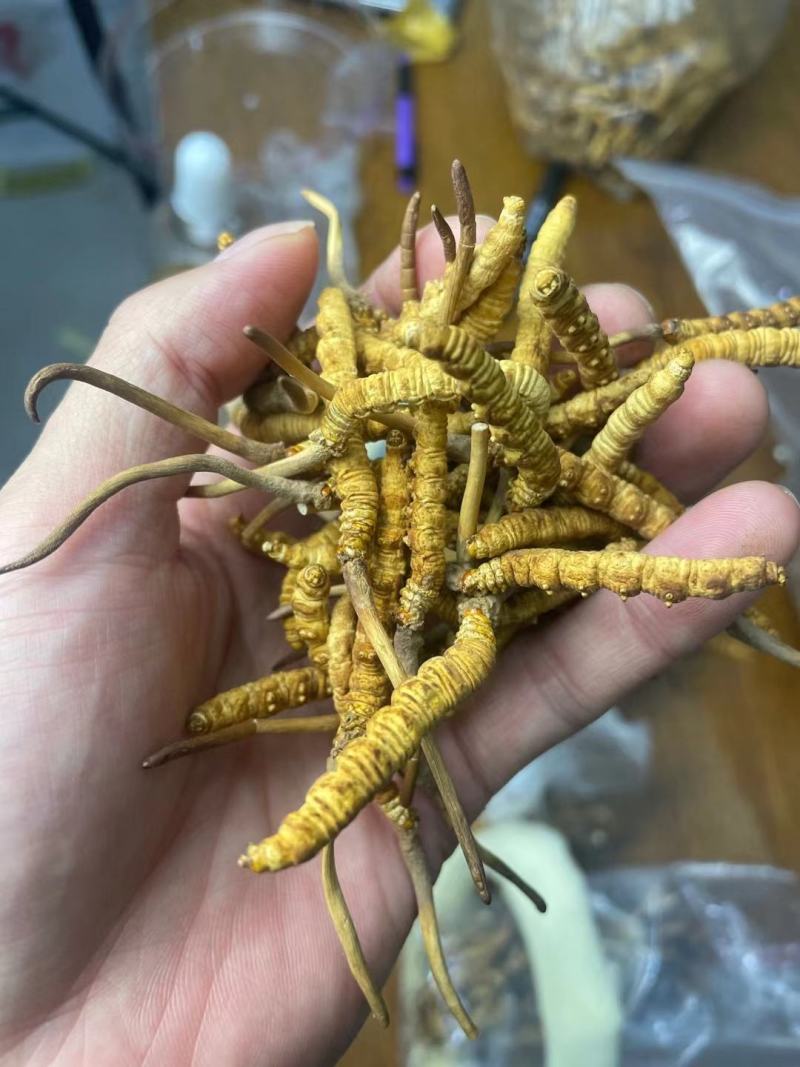 人工草冻干草仿野生一级原装货无加重